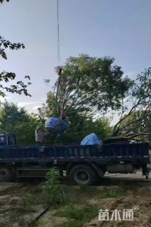 8公分(5杆)丛生黄连木