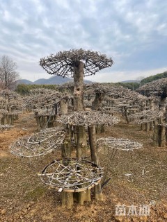 8公分造型对节白蜡