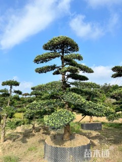 容器苗造型罗汉松