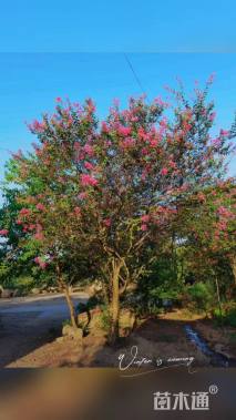 高度500厘米红花紫薇