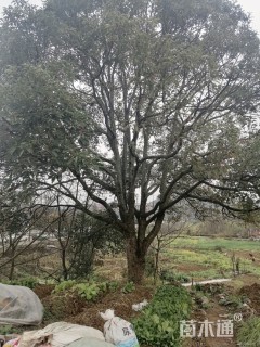 50公分香樟