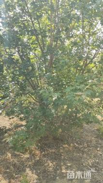 高度500厘米丛生元宝枫