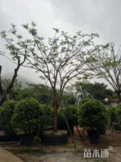 25公分凤凰木