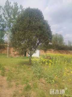 高度9000厘米白皮松