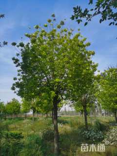 18公分金叶白蜡