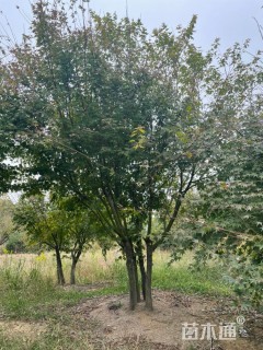 高度350厘米丛生红枫