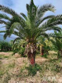 裸干高2.5厘米加拿利海枣