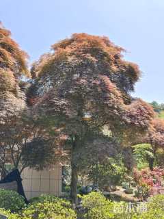 高度700厘米羽毛枫