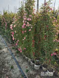 180厘米藤本月季