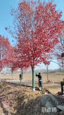 高度800厘米丛生美国红枫