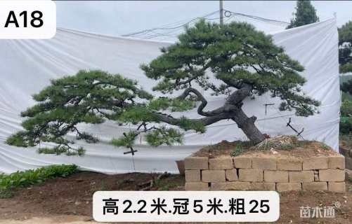 30公分造型黑松