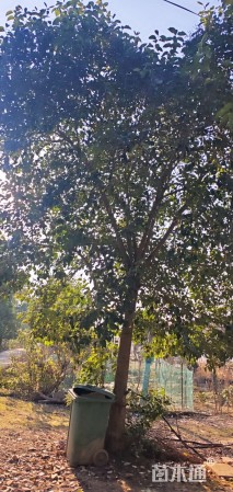 15公分大叶女贞