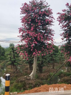 高度880厘米红花紫薇