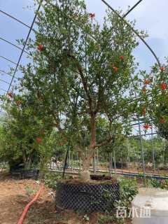 高度350厘米石榴