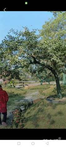 20公分红果冬青