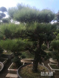 高度60厘米黑松