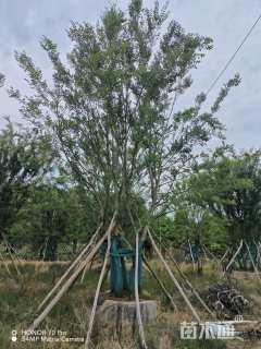 50公分丛生朴树