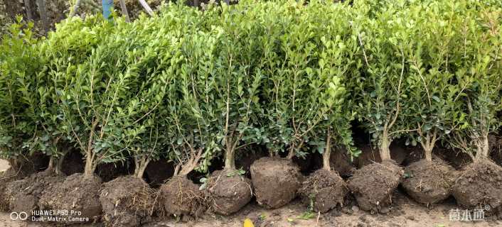 高度50厘米小叶黄杨