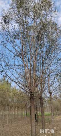 25公分旱柳