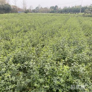 高度35厘米迎春