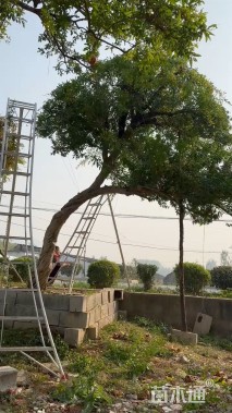 25公分造型石榴树