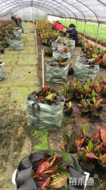 高度25厘米彩霞变叶木