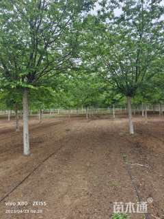 15公分高杆染井吉野樱