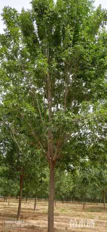 20公分速生白蜡