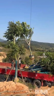 10公分桃花心木