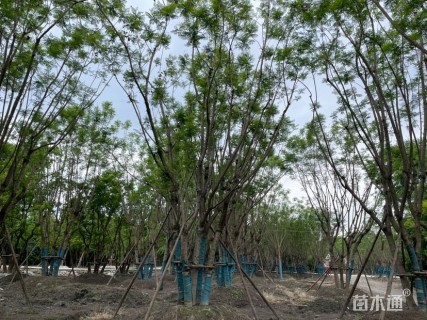 12公分(5杆)丛生蓝花楹