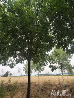 15公分速生白蜡