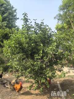 高度200厘米木绣球