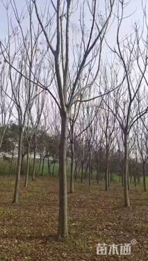 10公分黄山栾树