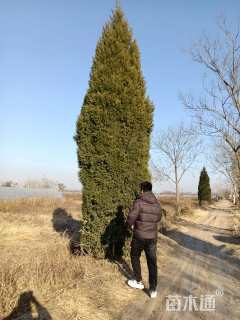 高度800厘米塔柏