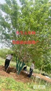 高度800厘米丛生元宝枫