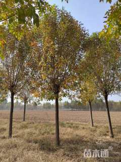 22公分速生白蜡