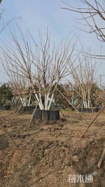 高度650厘米丛生五角枫