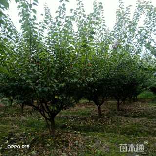 20公分紫薇花瓶