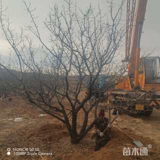 高度300厘米丛生山杏