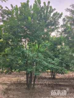 高度700厘米丛生国槐