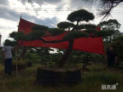 高度400厘米黑松