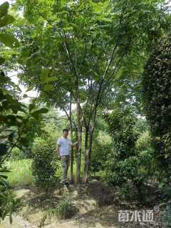 35公分(8杆)丛生栾树