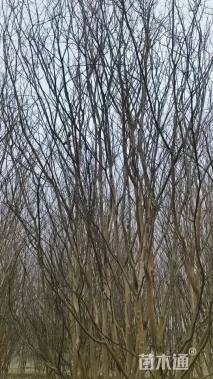 高度800厘米丛生紫薇