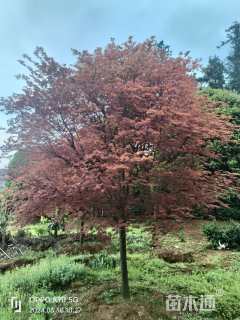 18公分日本红枫