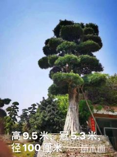 移栽苗造型罗汉松