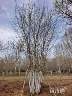 高度900厘米丛生五角枫