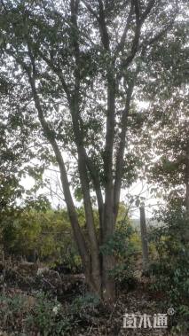 90公分(5杆)丛生香樟