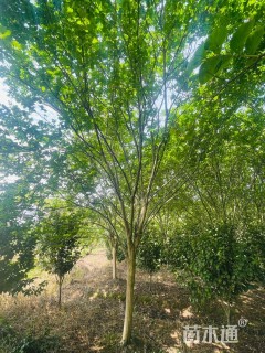 高度400厘米红花紫薇