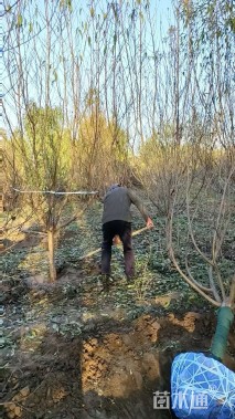 10公分绿叶碧桃