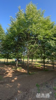 14公分欧洲小叶椴